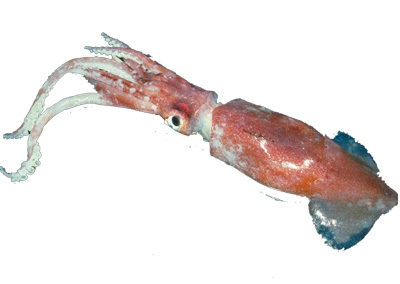 Lesser flying squid
