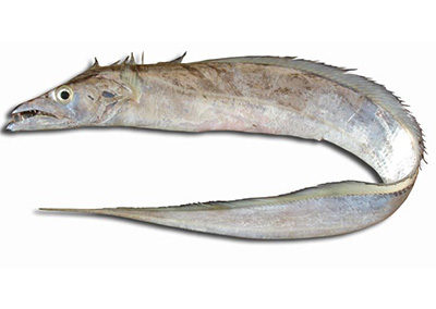 Cutlassfish