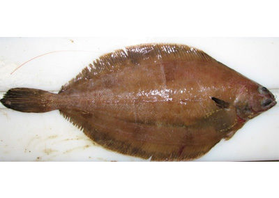 Blackfin flounder