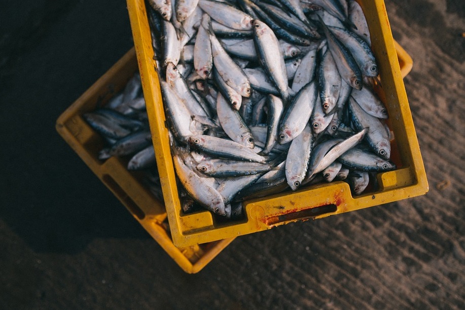 ¿Por qué debemos comer pescado de temporada?