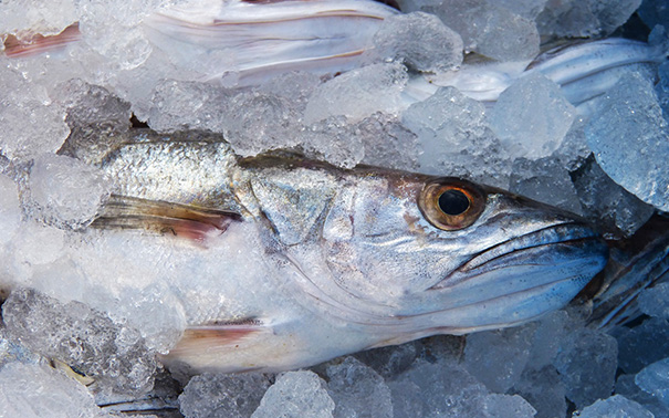 How to recognize fresh fish Santiago Montenegro