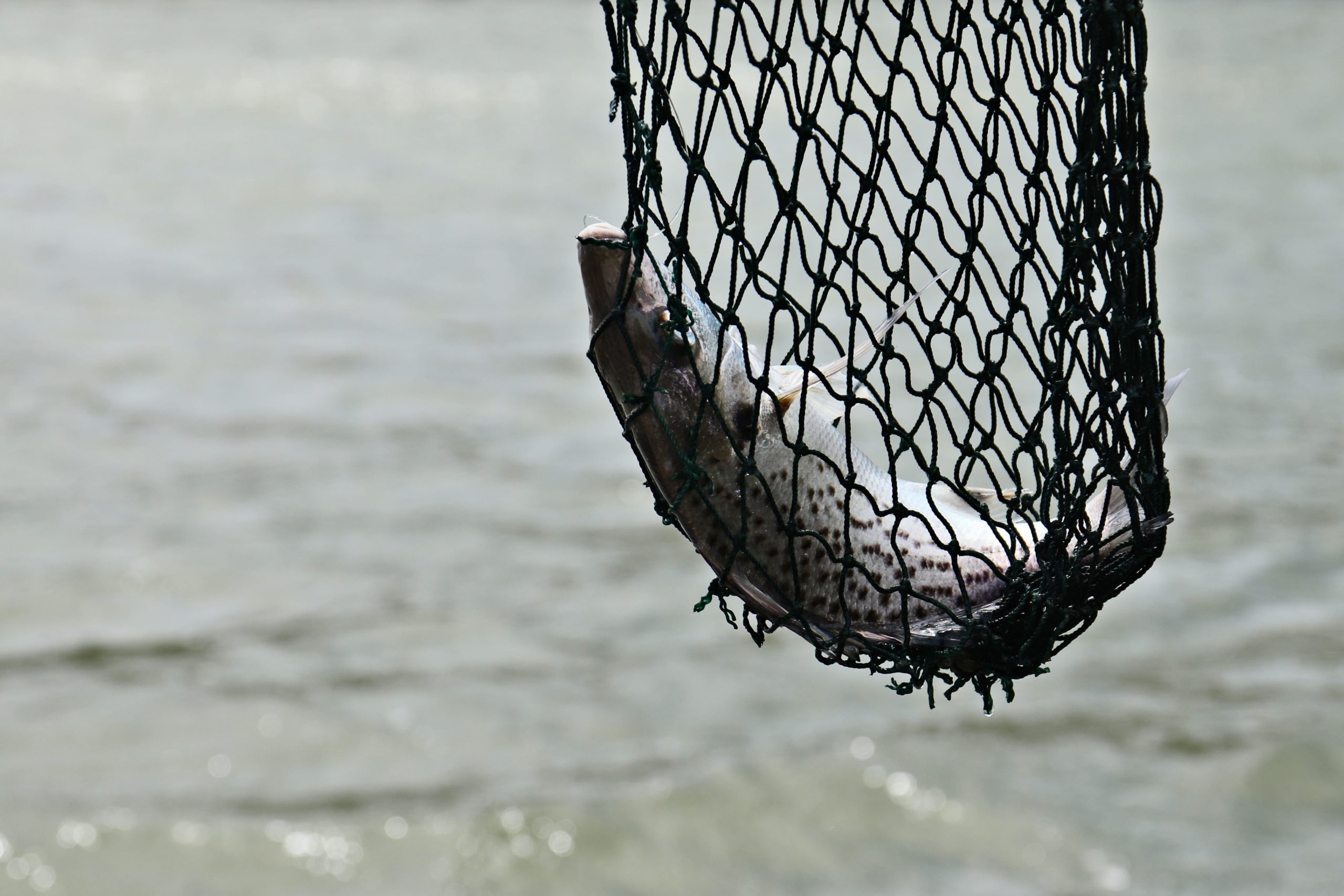 control pesquero pesca deportiva